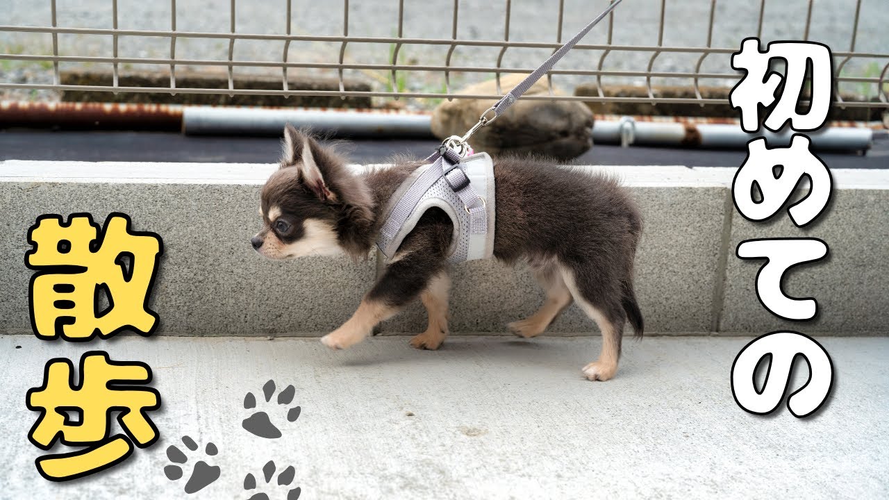 子犬の初散歩！最初は尻尾が丸まり震えていました