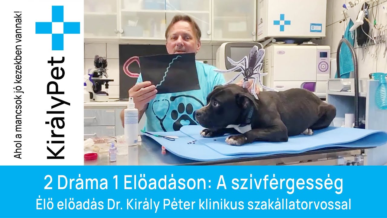 💥2 Dráma 1 Előadáson: A szívférgesség - Élő előadás Dr. Király Péter klinikus szakállatorvossal