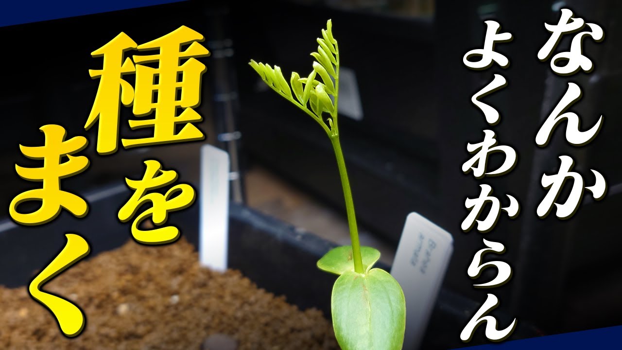 【実生2025】知らない植物の種をまいてみた| DAIDOKORO ENGEI
