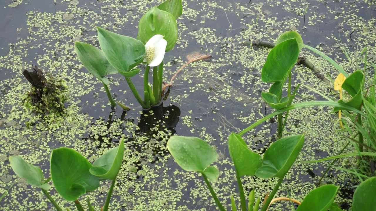 Водные растения