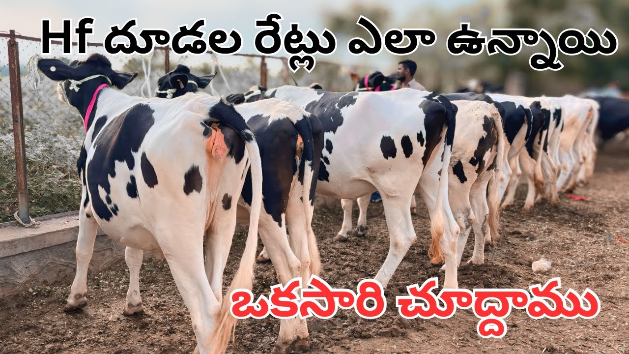 Hf దూడల రేట్లు మార్కెట్ లో ఎలా ఉన్నాయో తెలుసుకుందాము | Hf calfs prices in loni cow market |#calf #hf