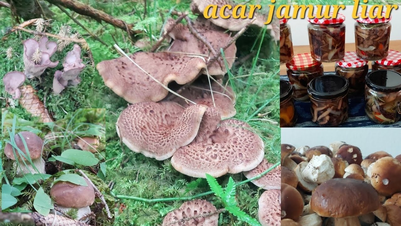 panen jamur liar di hutan Swiss/ wild mushroom harvest