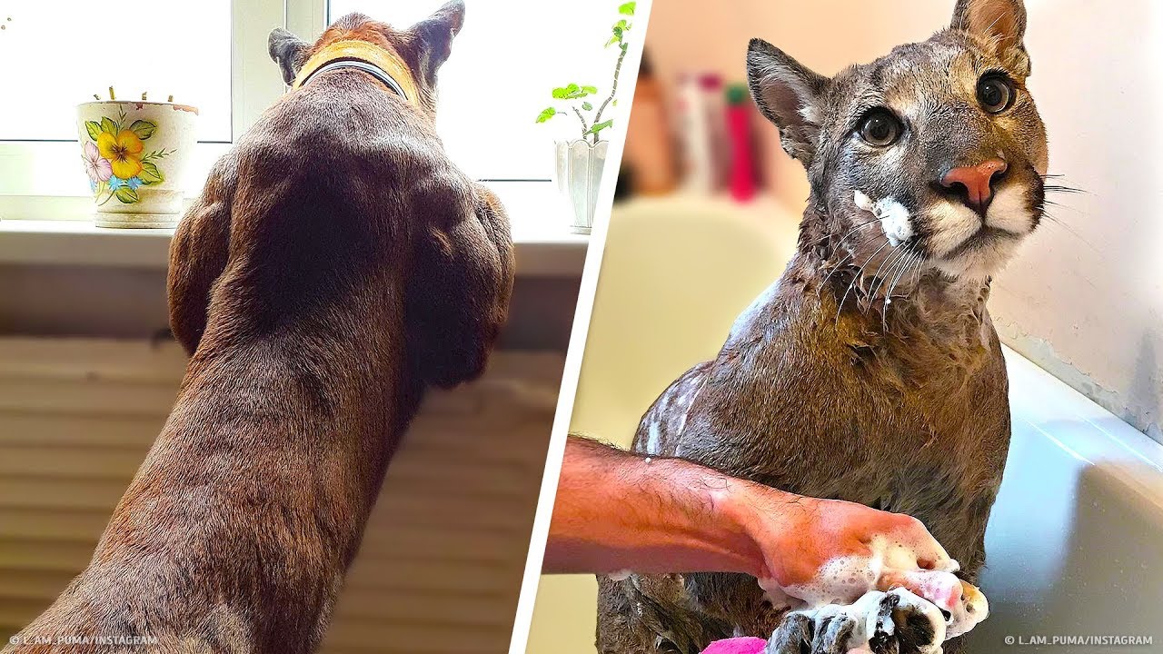 Um Casal Adotou Um Filhote De Puma, E Eles Vivem Juntos Em Um Apartamento
