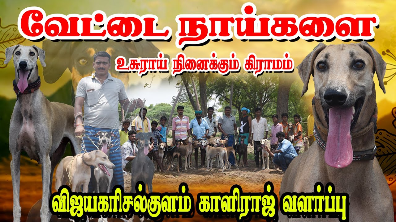 கன்னி நாட்டு நாய்களை உசுராய் நேசிக்கும் கிராமம்..! | காளிராஜ் வளர்ப்பு