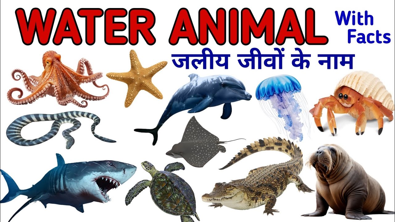Water Animals Name In Hindi & English| पानी में रहने वाले जीवों के नाम | Kids study park
