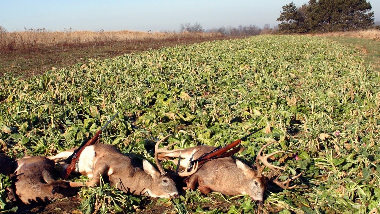 Easy No Till Brassica Food Plots
