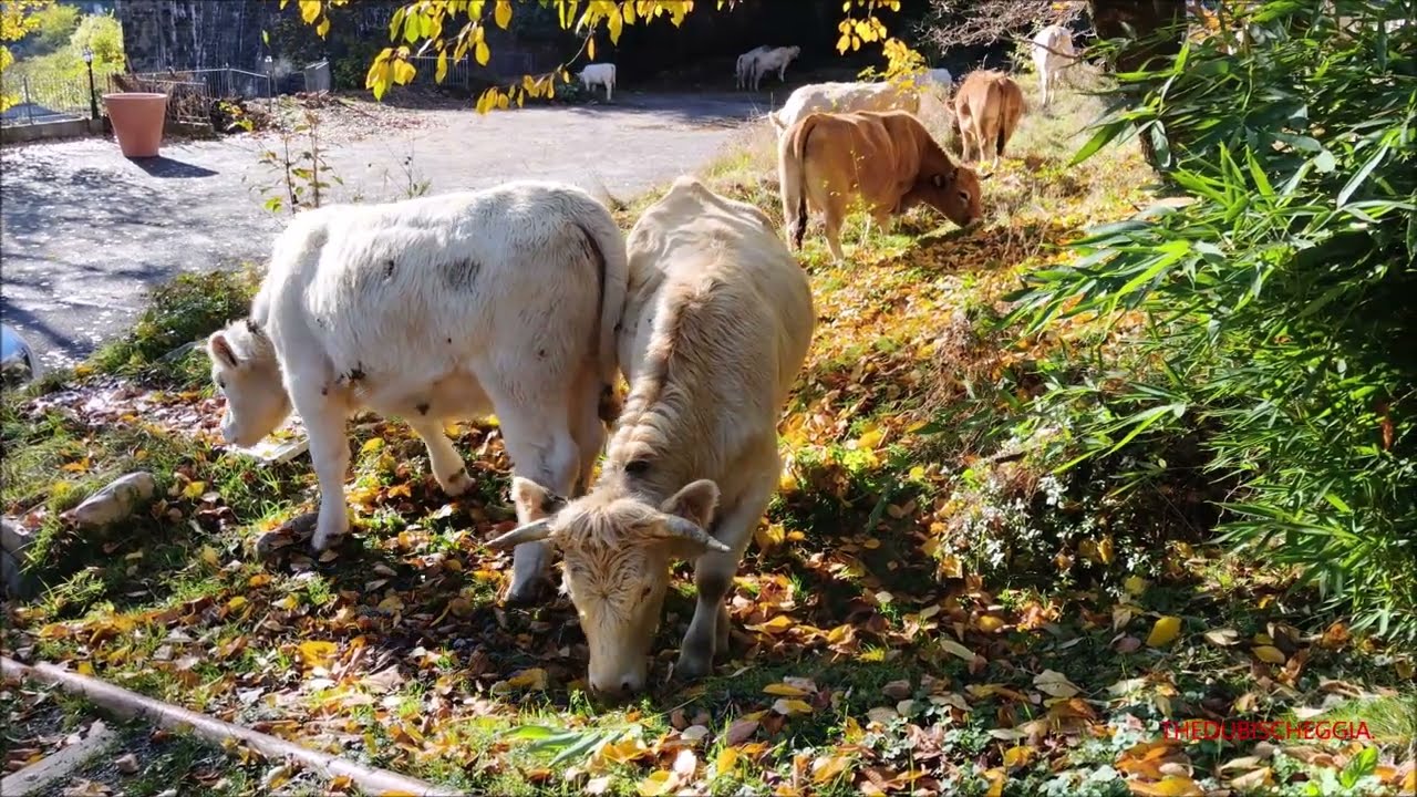 VACCHE AUBRAC E CHAROLAISE  A SAN. DALMAZZO DI TENDA IN VALLE ROYA FRANCIA. DOM. 9 - 11 - 2025.