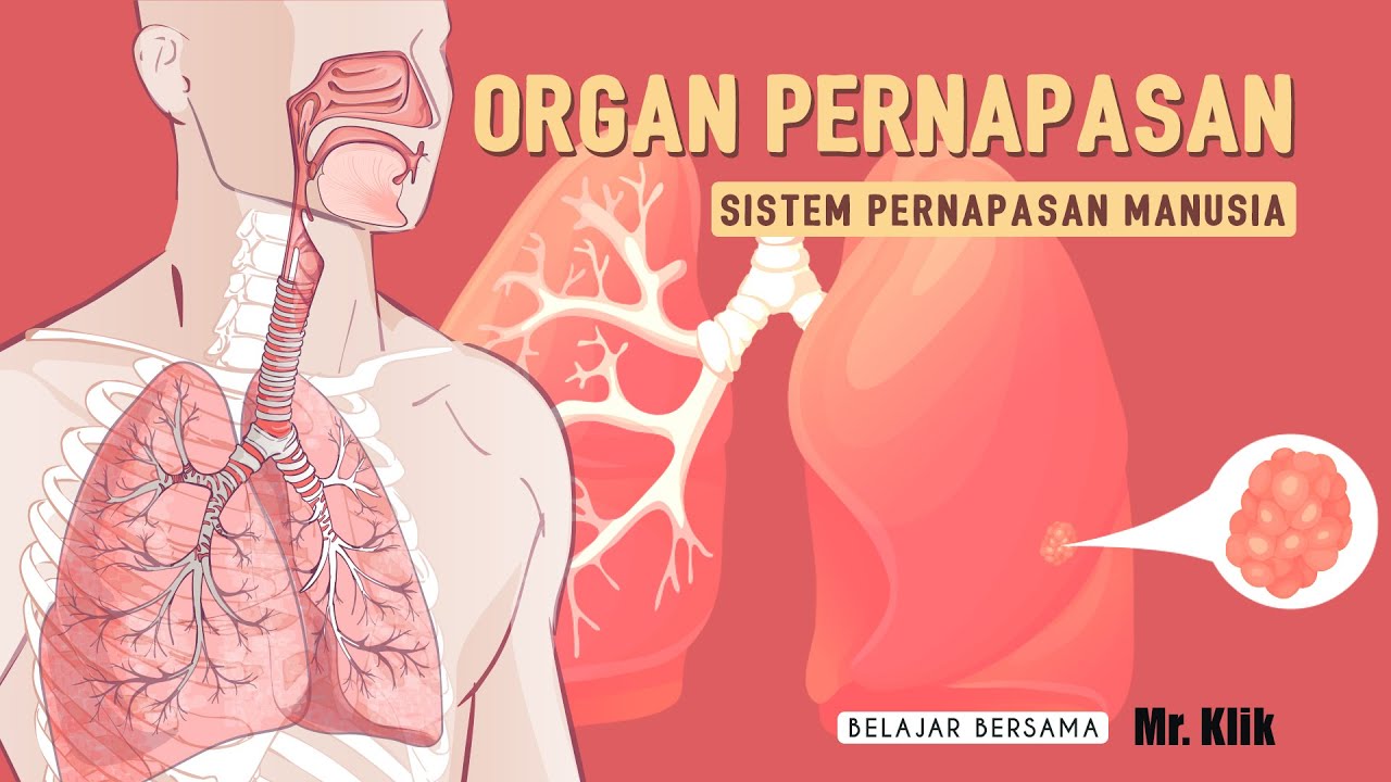 Sistem Pernapasan Manusia: Organ Sistem pernapasan Manusia