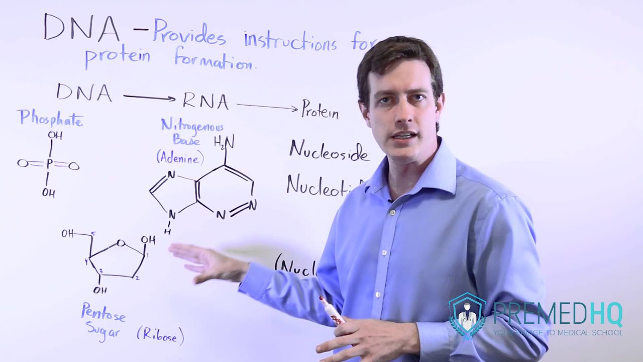 The Basics of DNA | DNA Structure, Nulceosides, Nucleotides, and Nucleic Acids