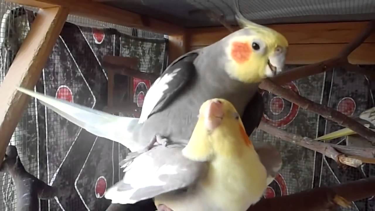 CALOPSITAS EM SEU MOMENTO INTENSO DE AMOR.  #cockatiel #aves #calopsita