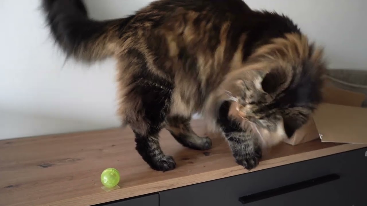 The Ball Wasn't Working but Roy Fixed It! | Norwegian Forest Cats