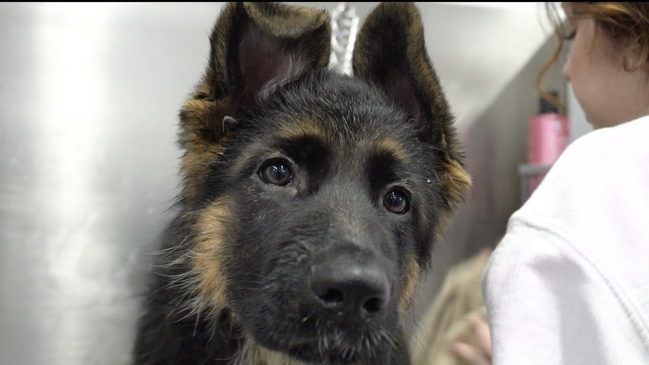 German Shepherd puppy is a dramatic singer for her first bath