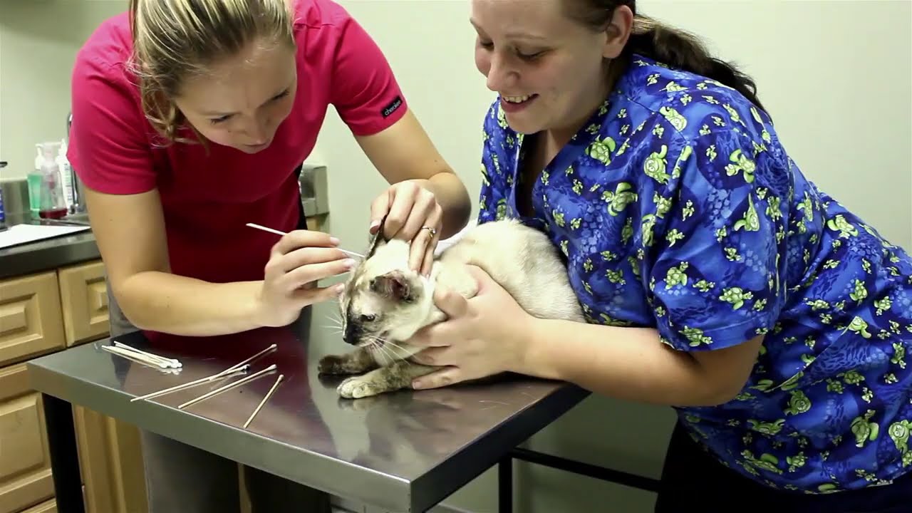 N2 the Talking Cat S2 Ep10 - Burrito Cat