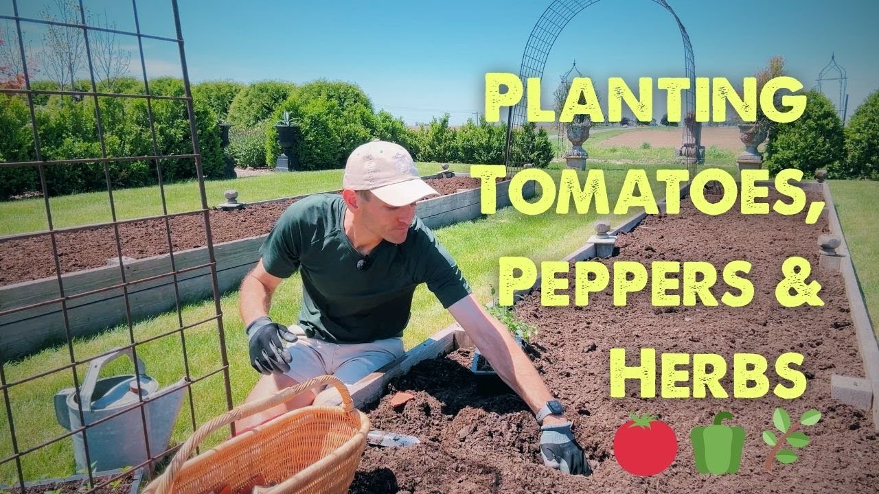 Planting 🍅 Tomatoes, 🫑 Peppers & Herbs 🌿  || Wyse Guide