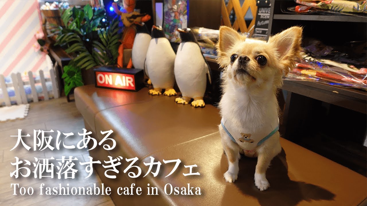 【犬 Vlog】チワワと時間を忘れてしまうほど映えるドッグカフェでまったり過ごしてきた