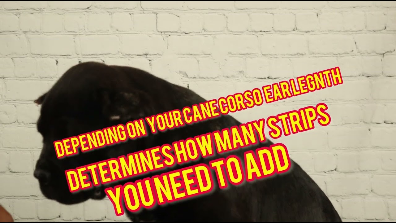 Cane Corso Cropped ear method 1