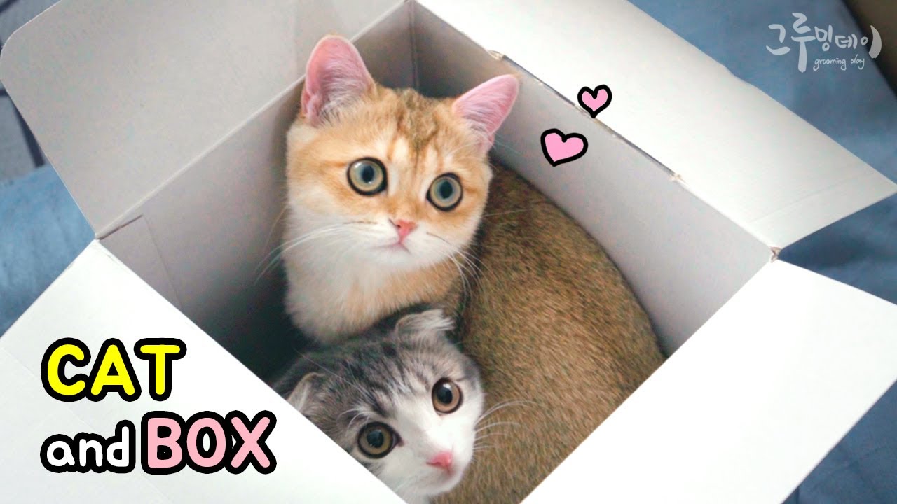 고양이는 상자를 너무 좋아해 (cat vlog)