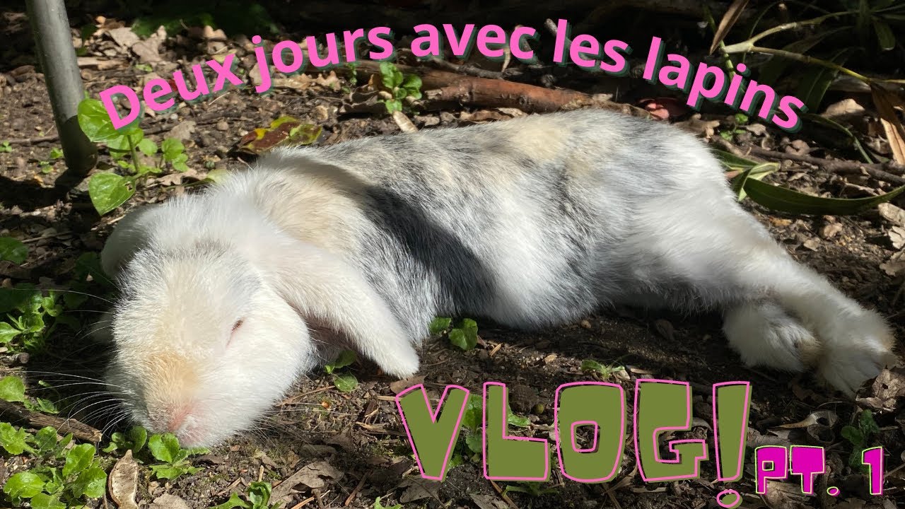 VLOG DEUX JOURS AVEC LES LAPINS || Achats, nettoyage.. || A day in my life. PT.1