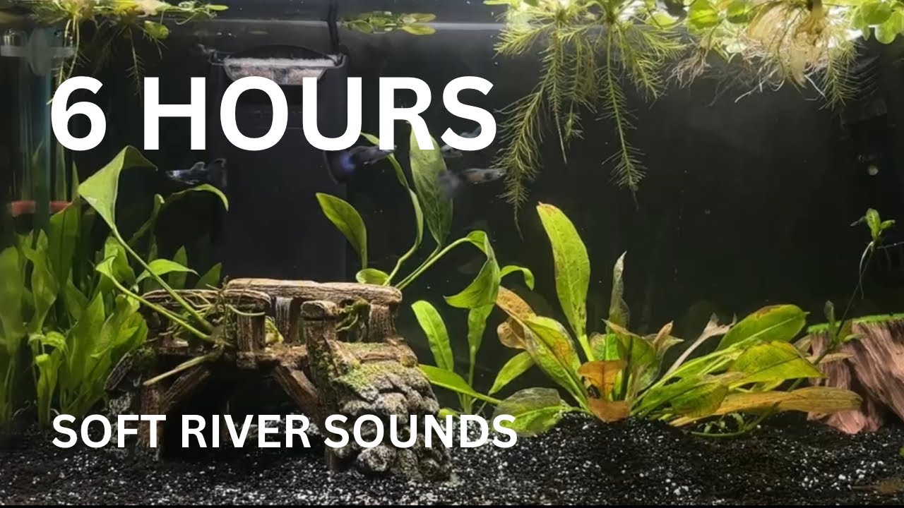 6 HOURS Aquarium Ambience | Soft River Sounds for Deep Sleep