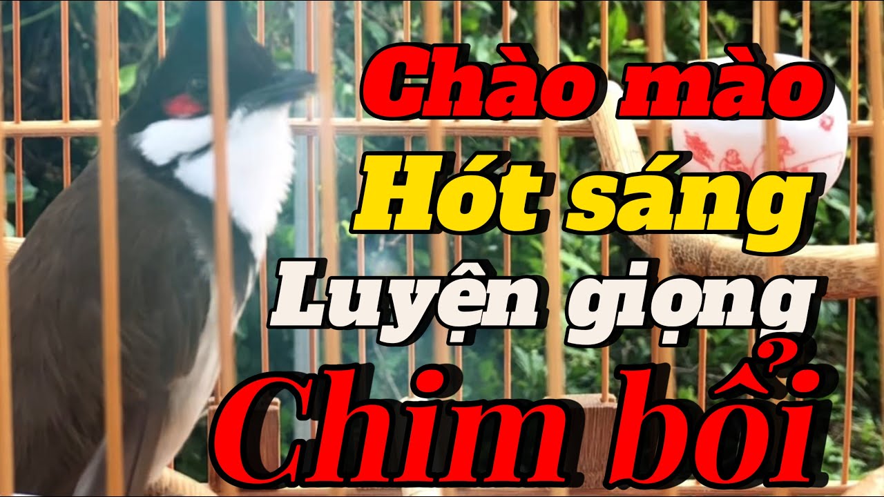 luyện giọng chào mào mào bổi giúp bổi nhanh lên lửa | chào mào hót sáng