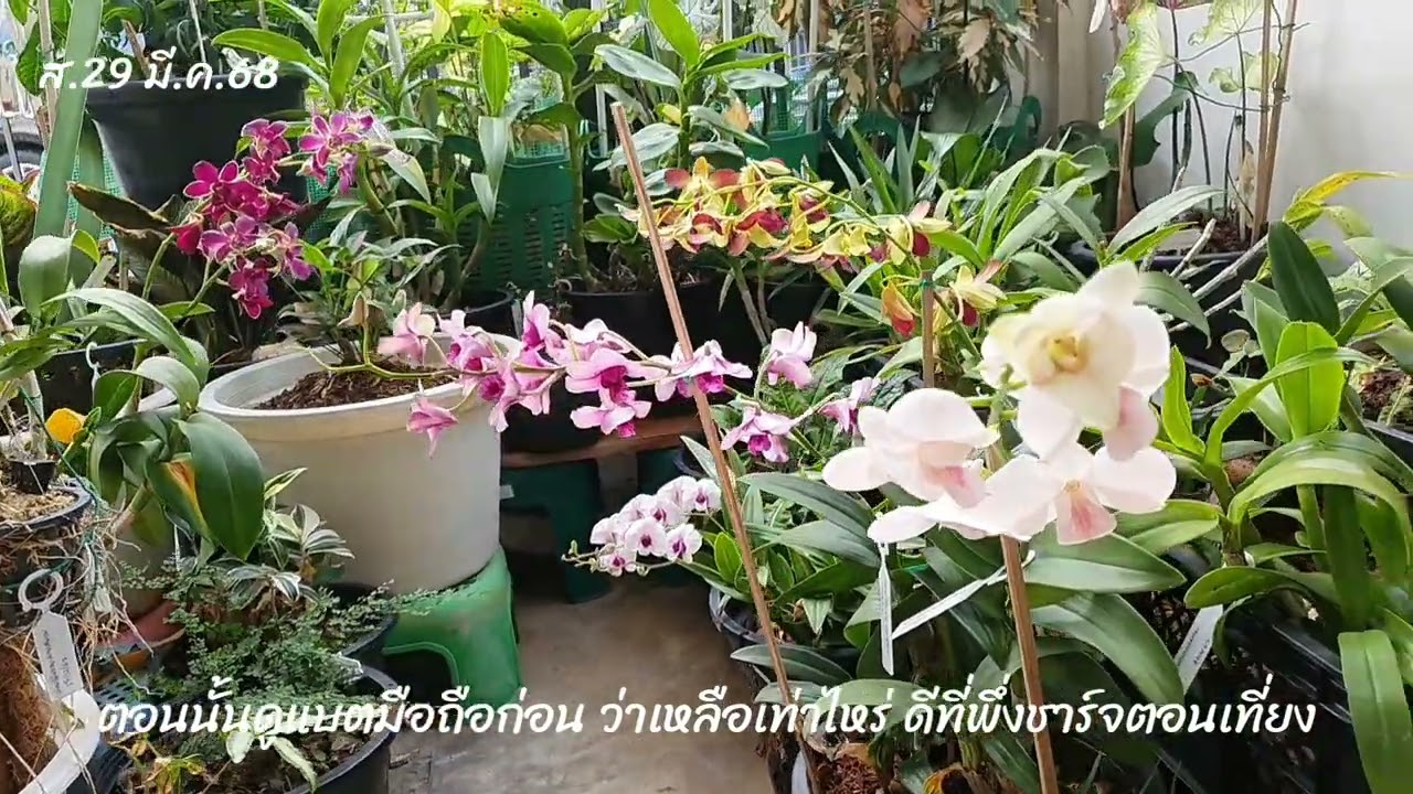 283.ชมต้นไม้หน้าบ้าน นั่งเมาท์มอยแผ่นดินไหวครั้งแรกในชีวิต วันศุกร์ 28 มี.ค.68 😅