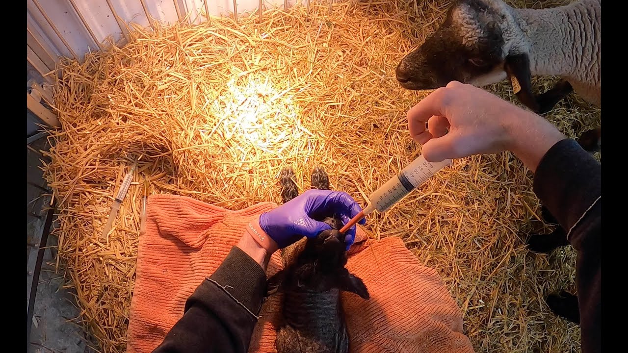 Tube Feeding & Post Lambing Care