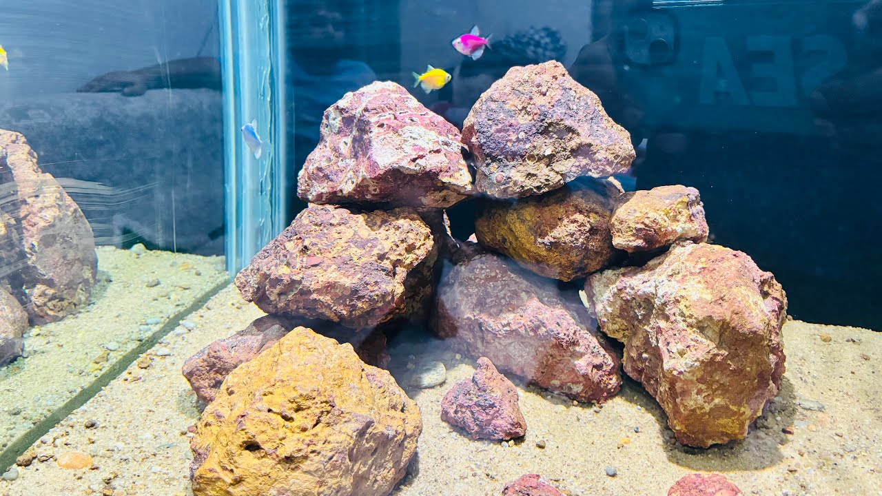 My Home Equarium Set-Up 😃