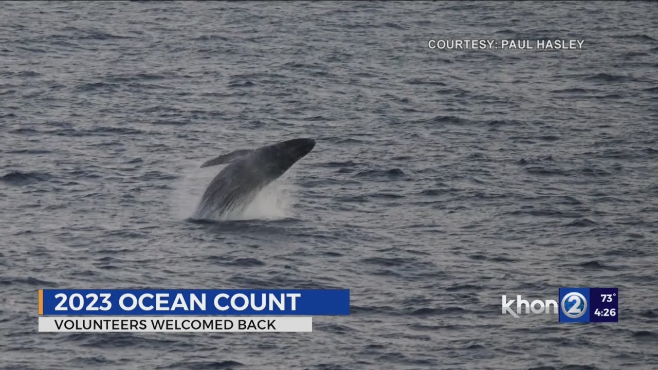 Volunteer at Sanctuary Ocean Count to help count whales