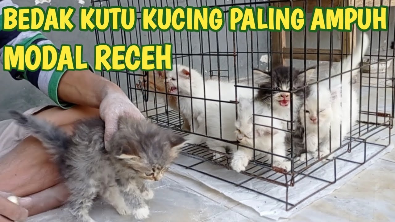 BEDAK KUTU KUCING SUPER AMPUH MODAL RECEH HASIL TOP CER