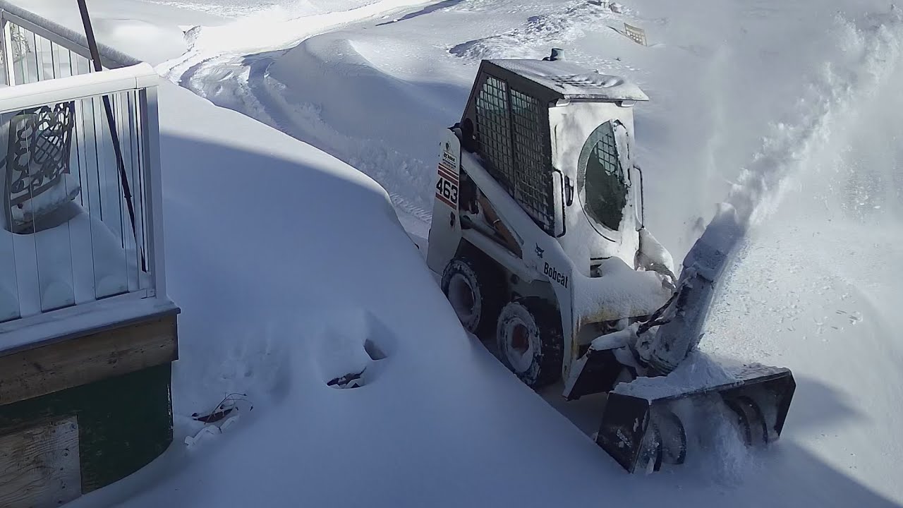 Bobcat 463 Loves Playing in the Snow