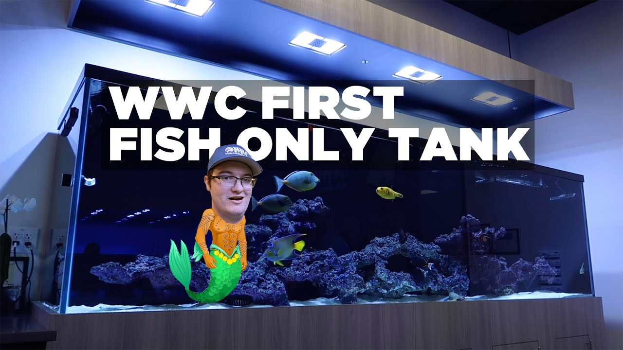 Guided Tour of the Fish Only Tank With Joe - World Wide Corals