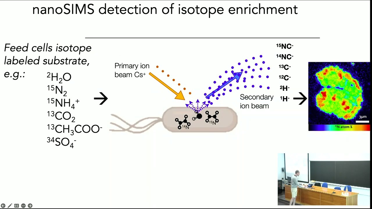 Single cell anabolic rates measured by the nanoSIMS: space, population structure, and relationships