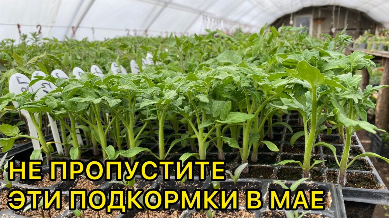 Схема подкормок рассады томатов в мае. От пикировки до высадки.