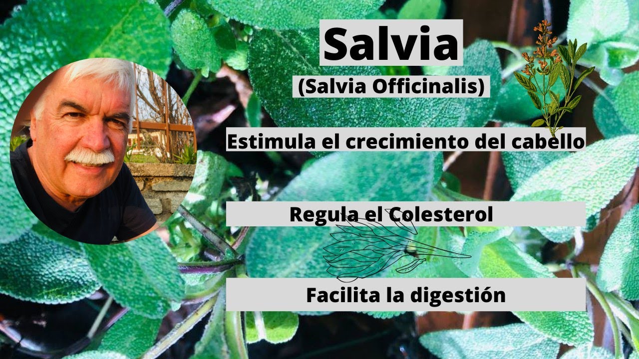 Salvia (Salvia officinalis) - Planifica Tu Vida Plantas Medicinales y comestibles