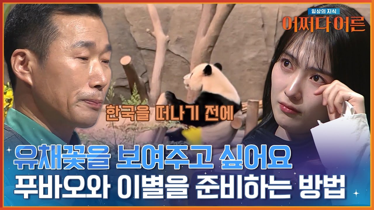 강바오가 이별을 준비하는 방법😭 푸바오 가.. 가지마.. 가.. 지마.. #어쩌다어른 | tvN STORY 240130 방송