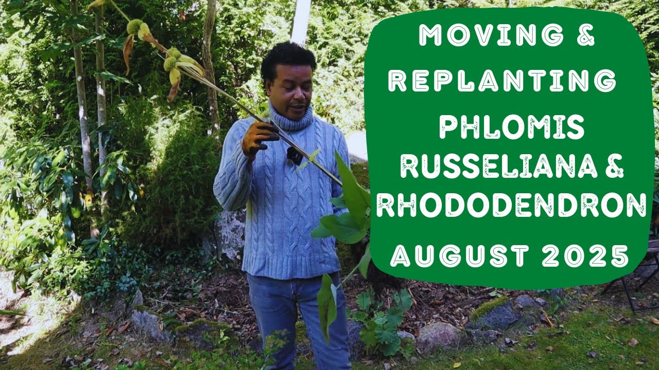 Phlomis russeliana и Rhododendron, пересадка и пересадка в августе 2025 г.