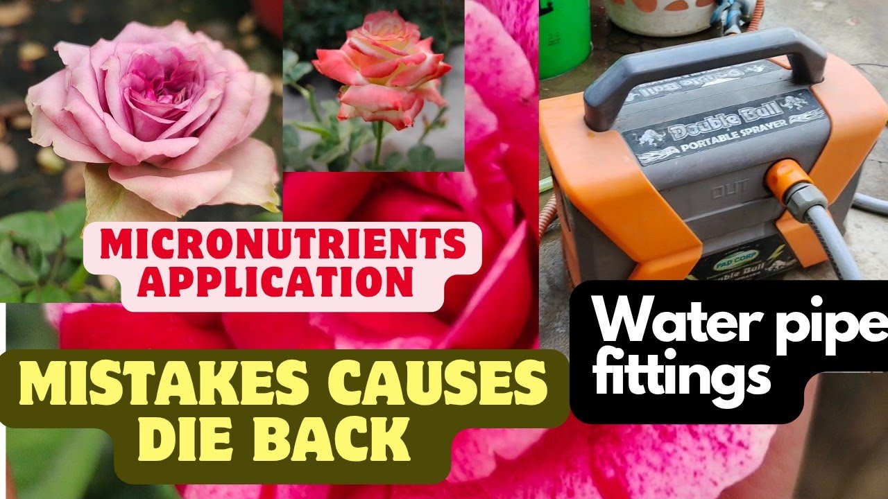 Micronutrients use on roses| discuss some mistakes causes for die back for rose|water pipe fittings