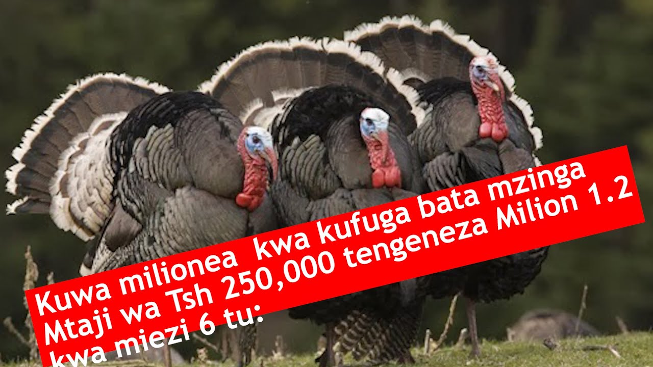 Kuwa Milionea kwa kufuga bata mzinga/ mtaji mdogo faida kubwa ndani ya miezi michache tu: