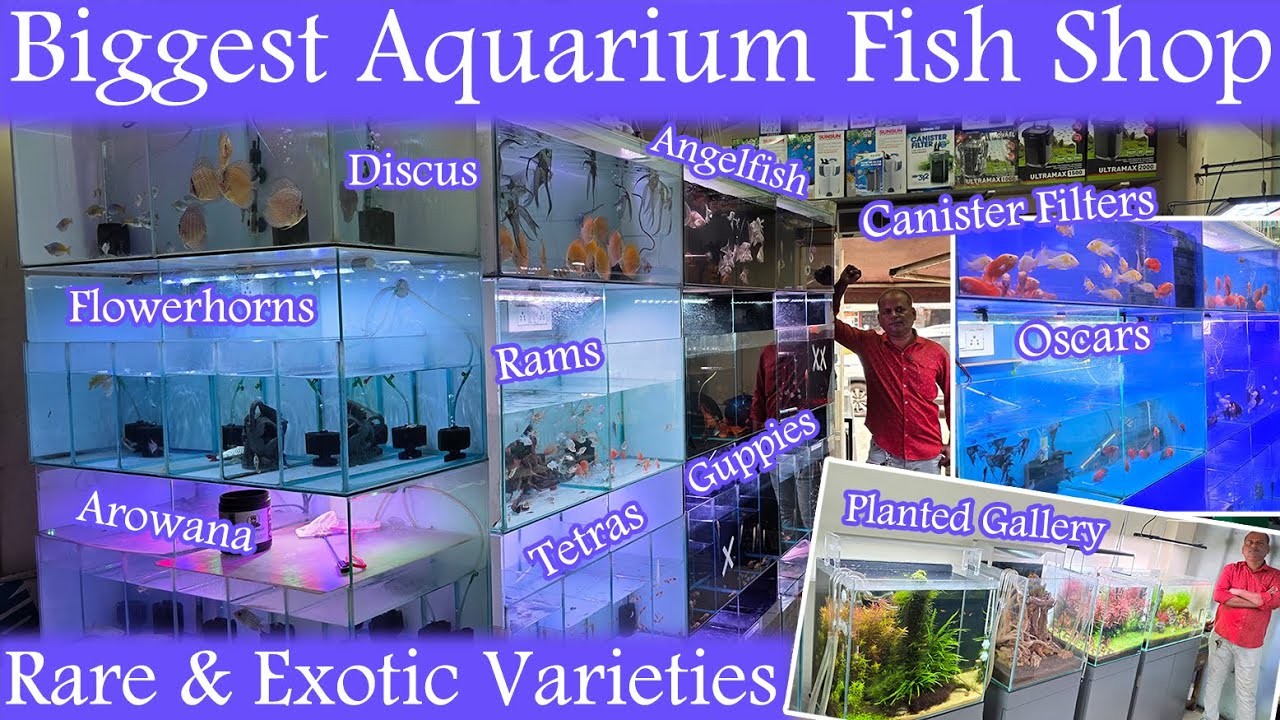 Mumbai’s BIGGEST Aquarium Fish Store 🐠 | Rare & Exotic Fishes Under One Roof!