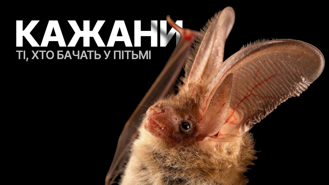 Нічні володарі неба: таємниці кажанів України та світу