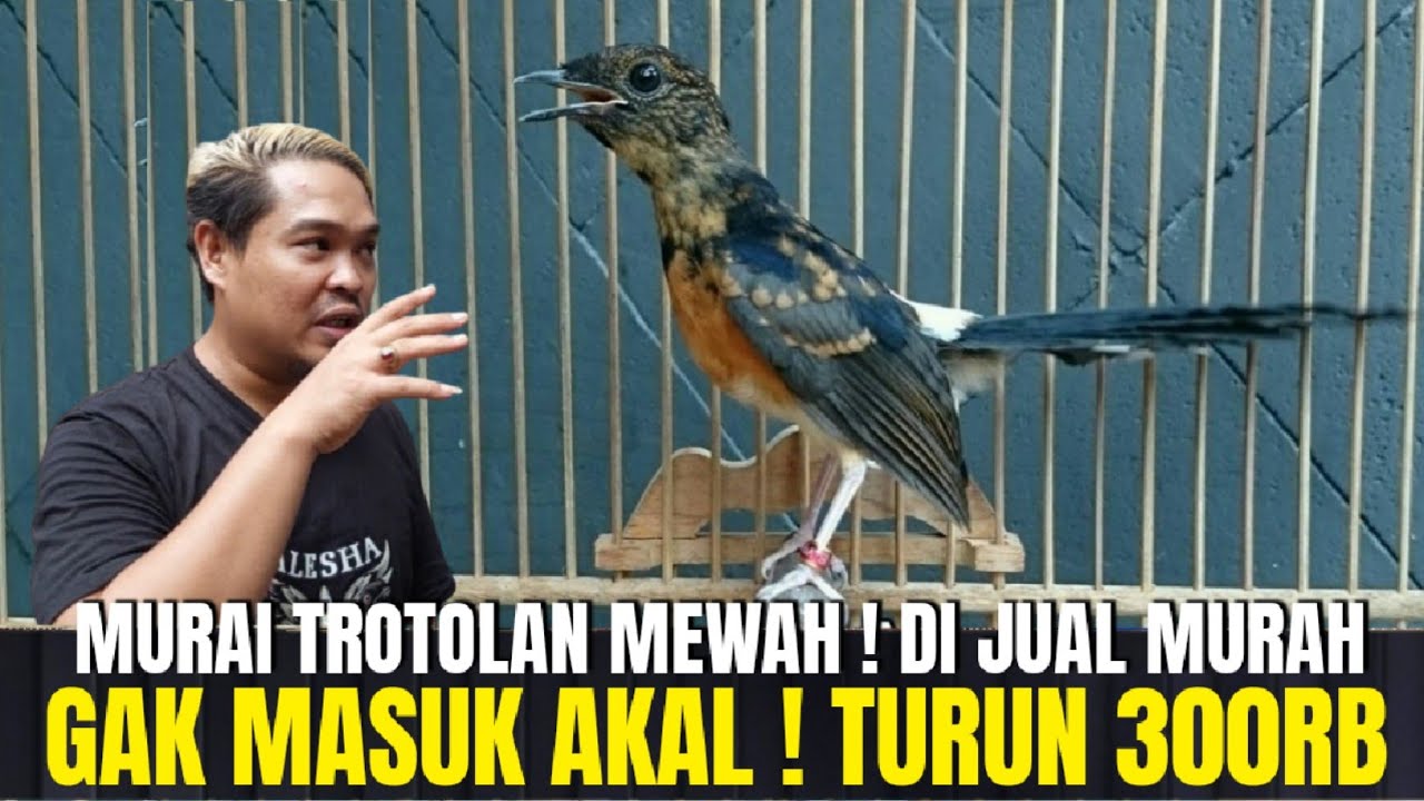 GAK MASUK AKAL ! TURUN SAMPE 300RB TERNYATA INI GUDANG TROTOLAN PROSPEK CALON JAWARA DI JAKARTA