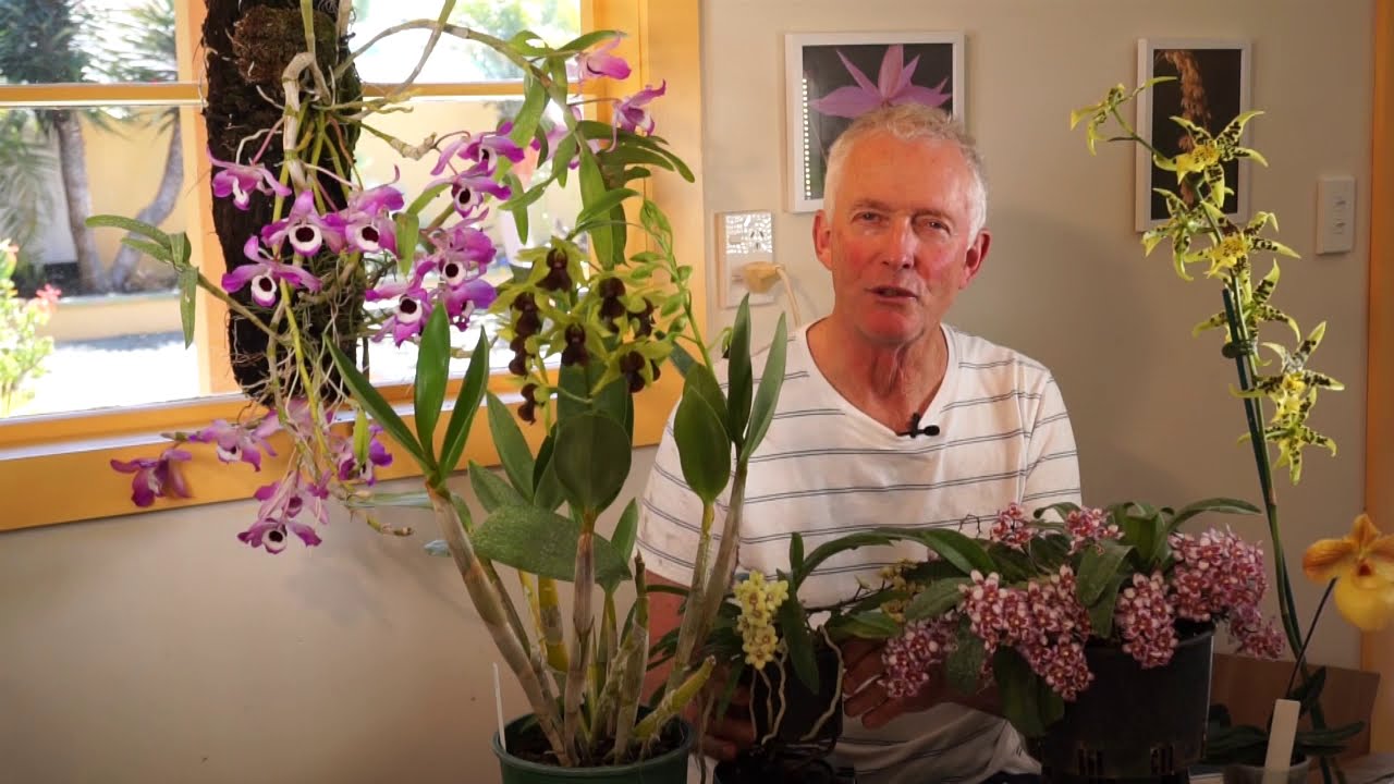 Growing Australian Sarcochilus