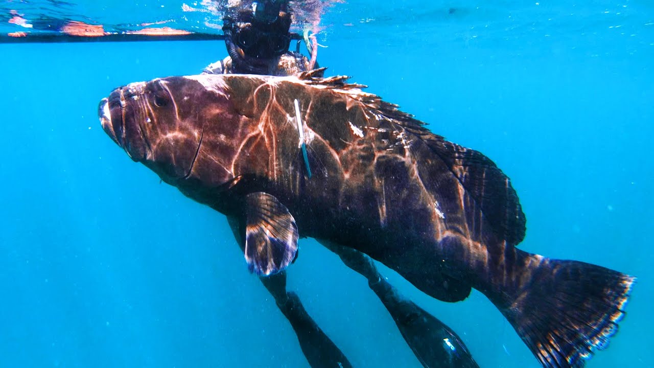 INDO TALES - EPISODE 31 Shallow groupers under the cliffs on a small remote island