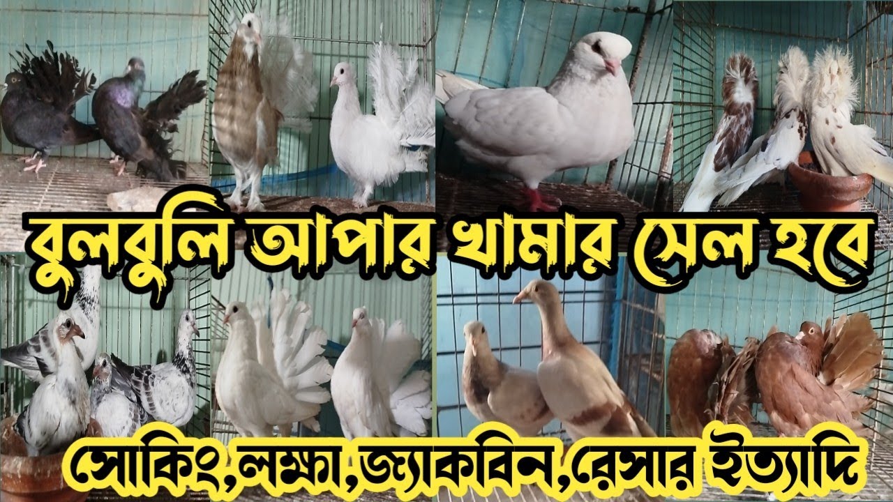 বুলবুলি আপার খামারে ভালো মানের ফেন্সি কবুতর সেল হবে। লক্ষা,সোকিং,জ্যাকবিন ফান্টেল,রেসার ইত্যাদি 