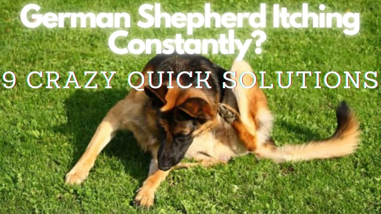 Why Is My German Shepherd Scratching So Much? 9 Crazy Quick Solutions!