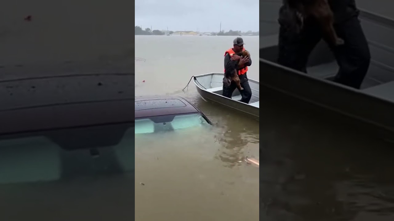 🚤 Rescue Boat Races to Save Stranded Dog inFloodwaters#fishing #puppy #doglife #carp #germanshepherd