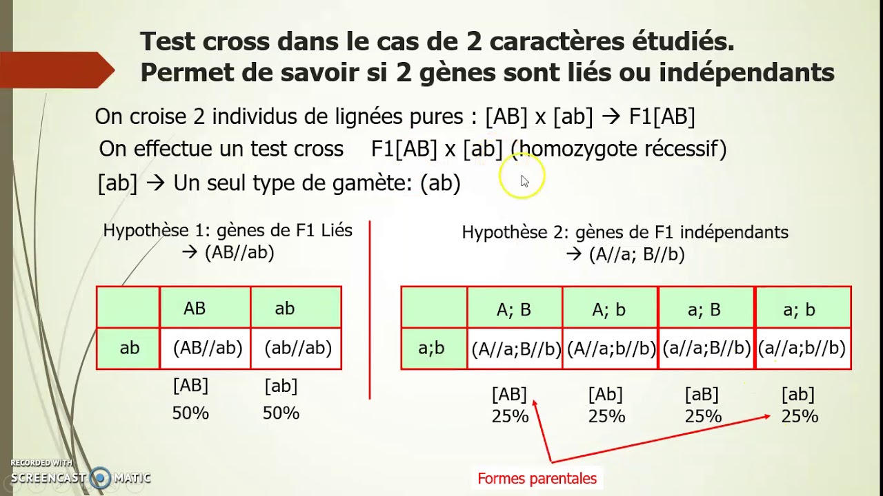 gènes liés ou indépendants