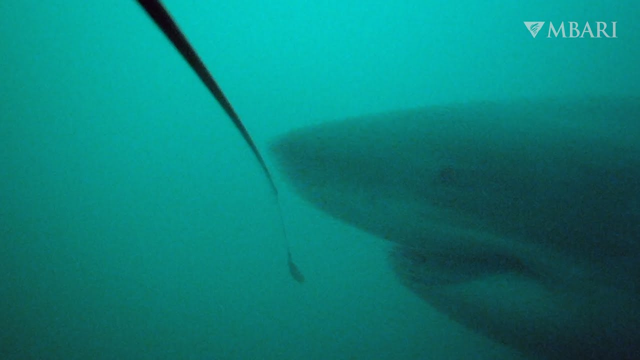 MBARI is using robots and AI to study open ocean predators like white sharks