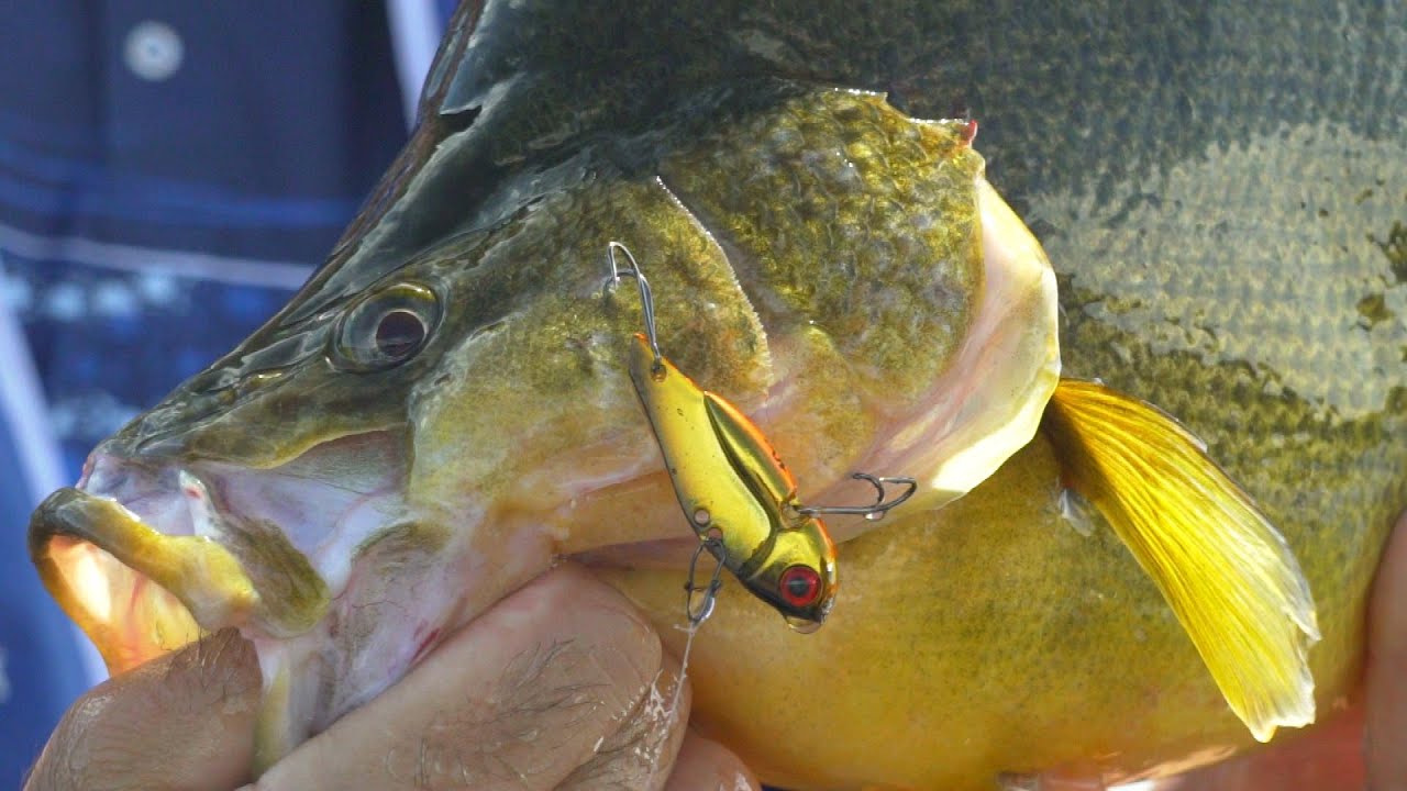 IFISHTV Плотина Гугонг Желтобрюхие и Красноперые