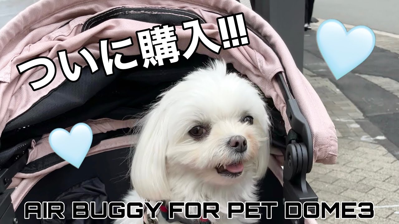 【マルチーズ】念願のエアバギーDOME3を購入しました！🐶💭💗
